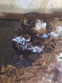 Serpente del grano completo di teca