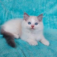 Gattino razza RAGDOLL