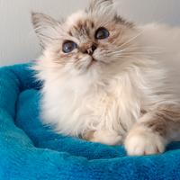 Sacro di Birmania cucciolo Seal tabby point