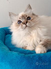 Sacro di Birmania cucciolo Seal tabby point