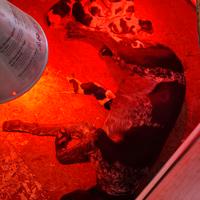 Bracchipointer da tartufo