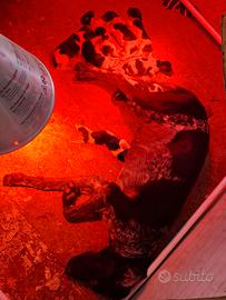 Bracchipointer da tartufo