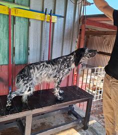 Cucciolona di 10 mesi vaccinata e con pedigree