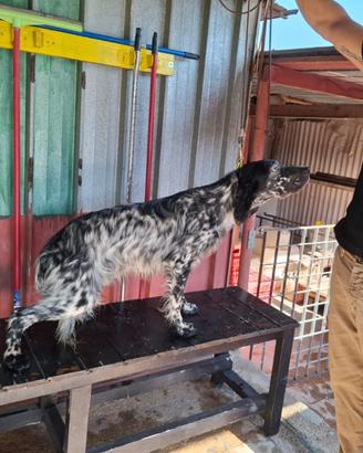 Cucciolona di 10 mesi vaccinata e con pedigree