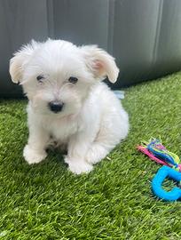 Cucciola Maltese femmina