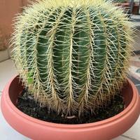 Kroenleinia grusonii "cuscino della suocera"