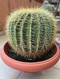 Kroenleinia grusonii "cuscino della suocera"