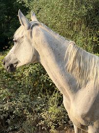 Cavallo