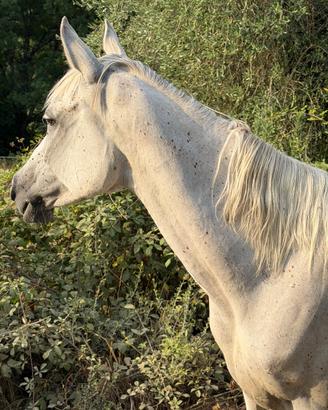 Cavallo