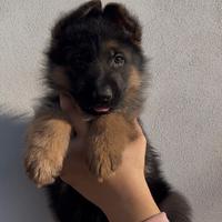 Cuccioli Pastore Tedesco