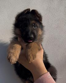 Cuccioli Pastore Tedesco