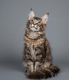 Splendide Gattine Maine Coon Disponibili
