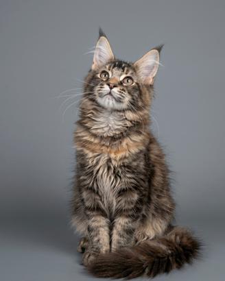 Splendide Gattine Maine Coon Disponibili