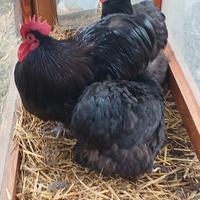 Galline ornamentali