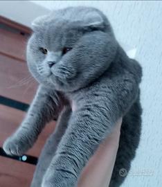 British Scottish. Milano