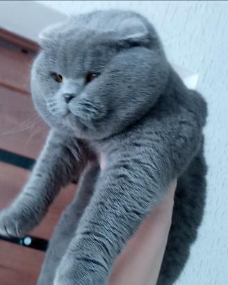 British Scottish. Milano