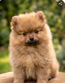 cucciolo spitz tedesco di pomeriana