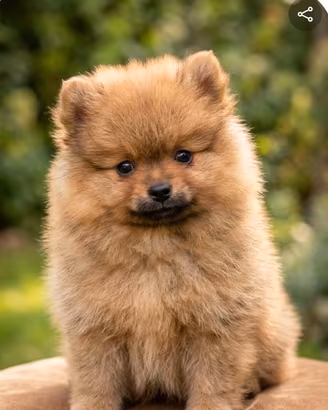 cucciolo spitz tedesco di pomeriana