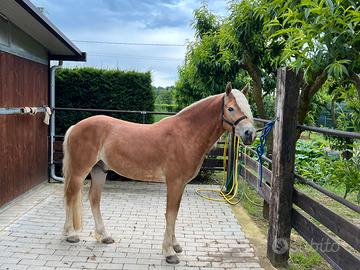 Castrone haflinger