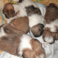 Cuccioli in vendita