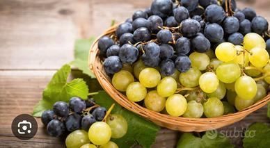 Uva da vino dalla vigna direttamente a casa tua