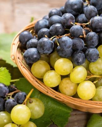 Uva da vino dalla vigna direttamente a casa tua
