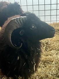 Pecore nana Mouton D'ouessant