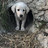 Cuccioli simil maremmano