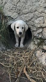 Cuccioli simil maremmano
