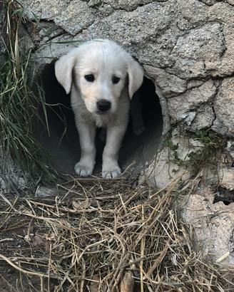 Cuccioli simil maremmano