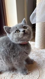 Cuccioli British shortair