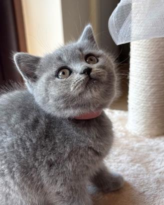 Cuccioli British shortair