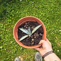 Piccola pianta di agave 