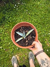 Piccola pianta di agave 