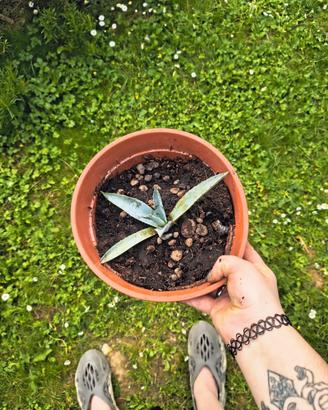Piccola pianta di agave 