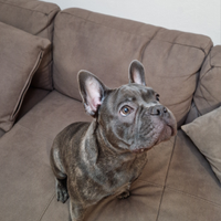 Bulldog francese monta