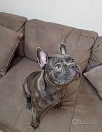 Bulldog francese monta