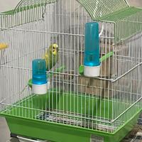 Coppia di pappagallini (maschio + femmina)