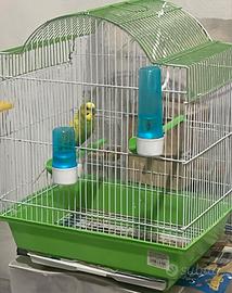 Coppia di pappagallini (maschio + femmina)