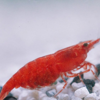 Neocaridina Davidi Red cherry