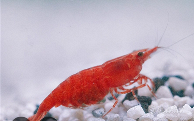 Neocaridina Davidi Red cherry