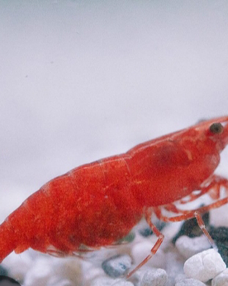 Neocaridina Davidi Red cherry