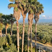 Palme Washington alte 15 metri