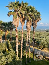 Palme Washington alte 15 metri