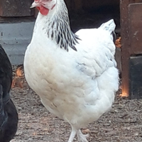 Galline/pollastre ovaiole