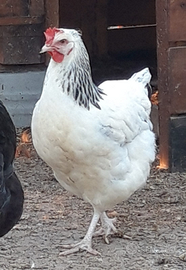 Galline/pollastre ovaiole