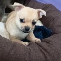 Bellissimo cucciolo chihuahua