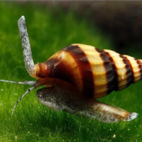 Anentome Helena Lumaca Killer