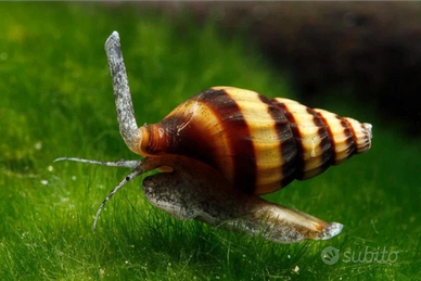 Anentome Helena Lumaca Killer