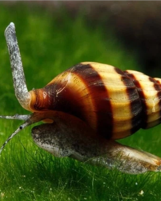 Anentome Helena Lumaca Killer
